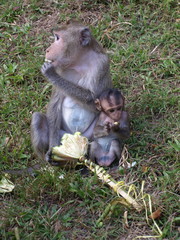 Macaca fascicularis