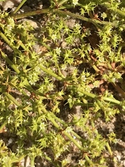 Chorizanthe procumbens