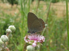 Satyrium esculi