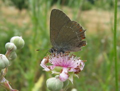 Satyrium esculi