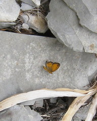 Coenonympha dorus