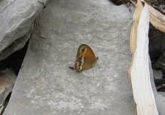 Coenonympha dorus