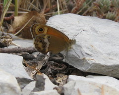 Coenonympha dorus