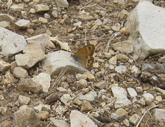 Coenonympha dorus