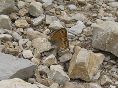 Coenonympha dorus