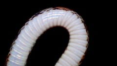Cemophora coccinea image