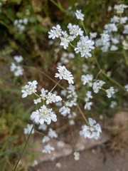 Tordylium carmeli