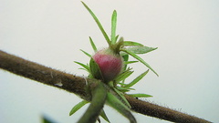 Sabicea cinerea
