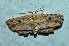 Araeopteronini