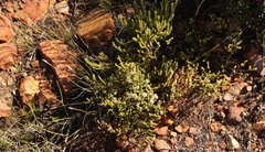 Agathosma roodebergensis