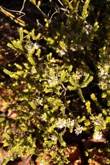 Agathosma roodebergensis