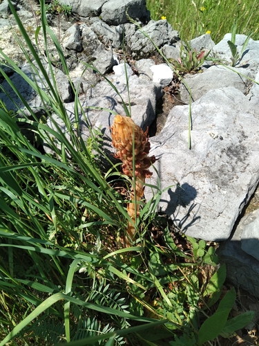 Image of Orobanche elatior by (c) Parco Monte Barro, some rights reserved (CC BY)
