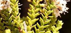 Agathosma roodebergensis