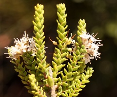 Agathosma roodebergensis