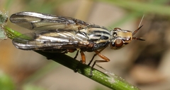 Dorycera