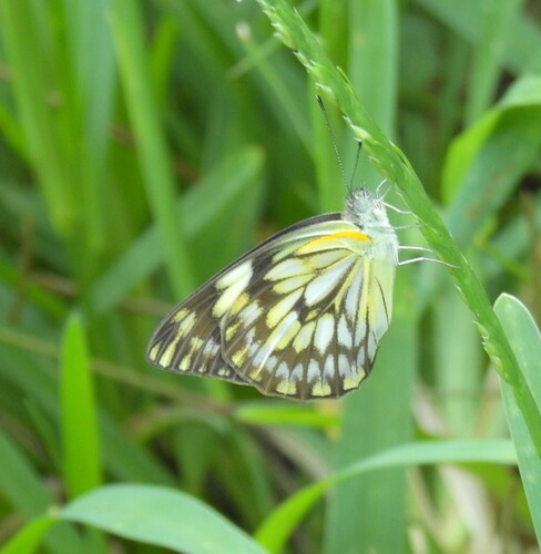 African Veined White
