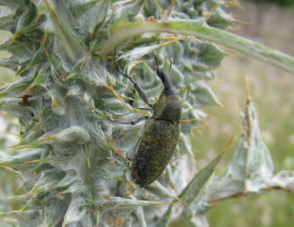 Larinus cynarae