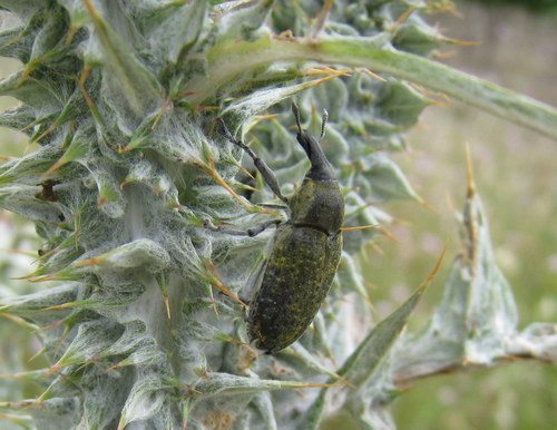 Larinus cynarae