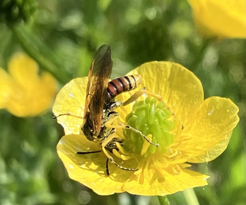 Crucifer Tenthredo