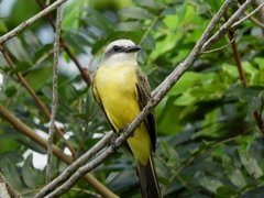 Tyrannus albogularis