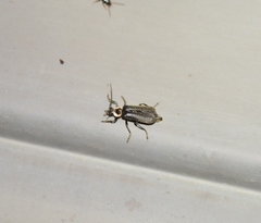 Atalantycha neglecta