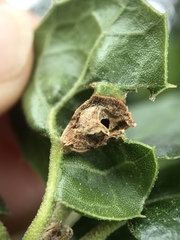 Callirhytis perfoveata