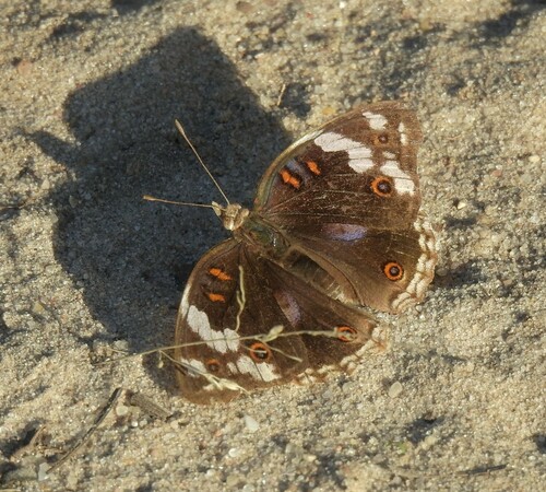 Blue-spot Pansy