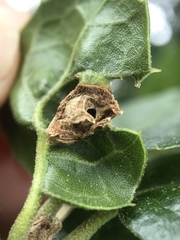 Callirhytis perfoveata