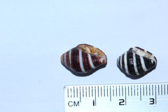 Engina mendicaria