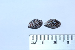 Pardalinops testudinaria