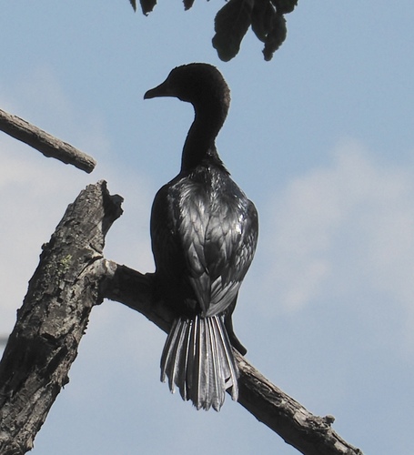 Cormorán pigmeo (Microcarbo pygmaeus)