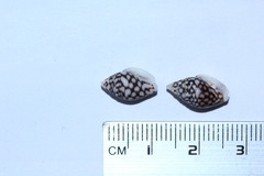 Pardalinops testudinaria