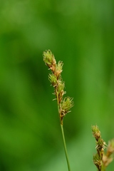 Carex bicknellii