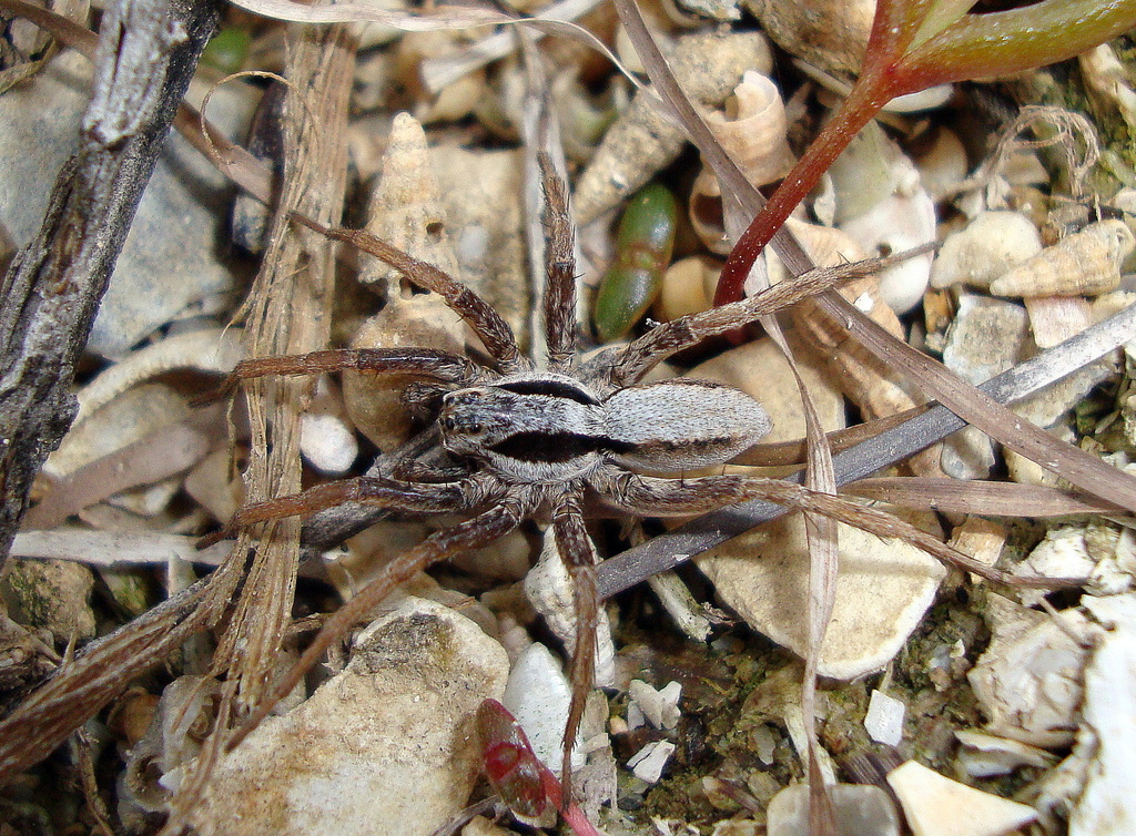 Alopecosa kovblyuki