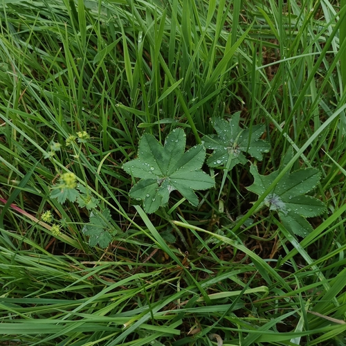 Image of Alchemilla monticola by (c) Vladimír Fuka, some rights reserved (CC BY)