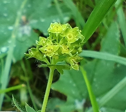 Image of Alchemilla monticola by (c) Vladimír Fuka, some rights reserved (CC BY)