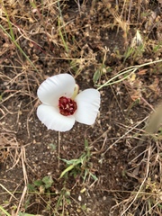 Calochortus simulans
