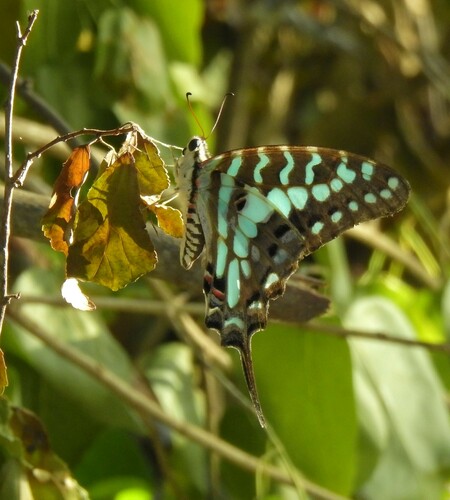 Large Striped Swordtail