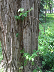 Toxicodendron radicans