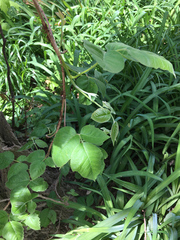 Toxicodendron radicans