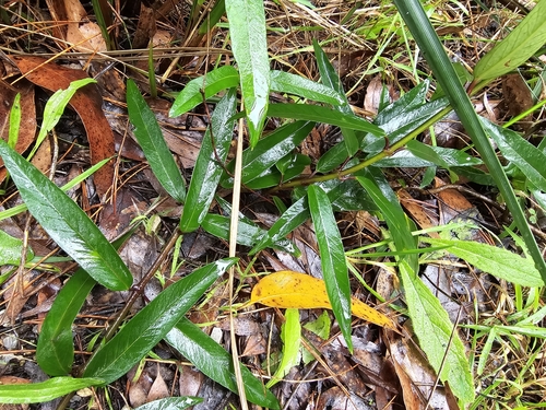Image of Parsonsia brownii by (c) Josh, some rights reserved (CC BY)