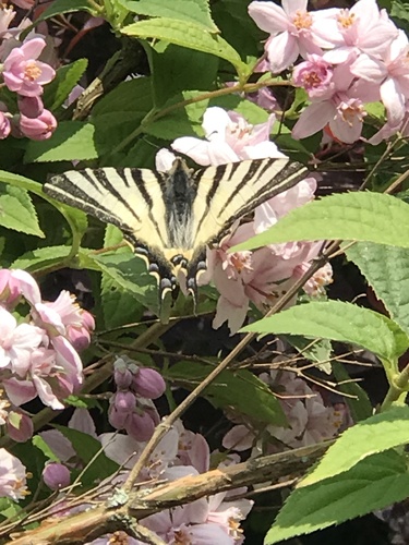 Iphiclides podalirius