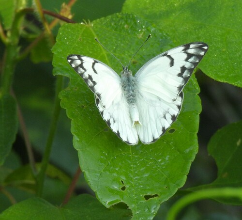 Eastern Pointed Caper White