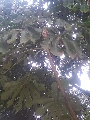 Foto de Embaúba