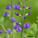 Tall Blue Wild Indigo - Photo (c) Mark Kluge, some rights reserved (CC BY-NC-ND), uploaded by Mark Kluge