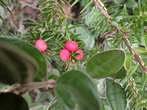 Leptecophylla abietina, photograph 1