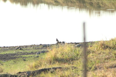 Melanotis caerulescens