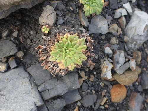 Image of Plantago brownii by (c) ttsquid, some rights reserved (CC BY)