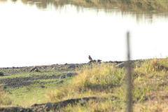 Melanotis caerulescens