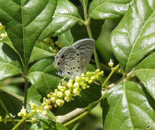 Black-striped Hairtail